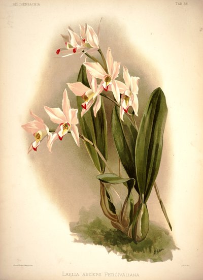 Laelia anceps - London H. Sotheran and Co.